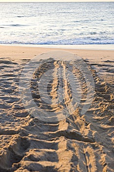 Turtle tracks in the sand