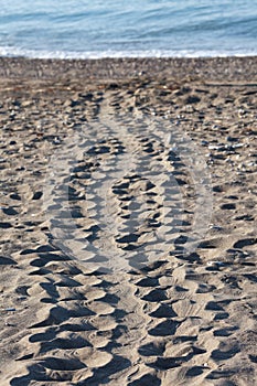 Turtle tracks in sand on beach