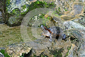 Turtle tread on the rock