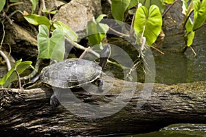 Turtle in tropical setting