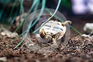 turtle turn over turtle on grass floor dramatic struggle dof sharp focus space for text macro reptile jungle aquarium home pet