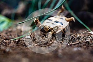 turtle turn over turtle on grass floor dramatic struggle dof sharp focus space for text macro reptile jungle aquarium home pet