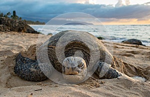 A Turtle on Turtle Beach - Oahu