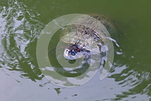 Turtle, Turtles floating swam on the surface water, Freshwater turtle Selective focus