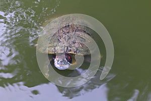 Turtle, Turtles floating swam on the surface water, Freshwater turtle Selective focus