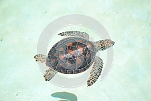 Turtle turtles life reptiles marinelife mammals