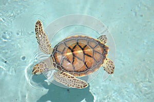 Turtle turtles life reptiles marinelifemammals