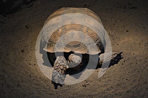 Turtle 879 photo