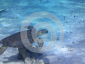 Turtle turtleturtle underwater undersea saltlife