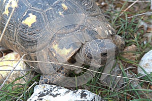 Turtle turtoise reptile