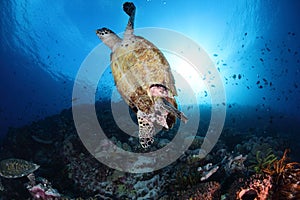 Turtle under the sea