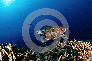 Turtle under the sea