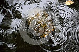 Turtle under Water in Congaree National Park, South Carolina