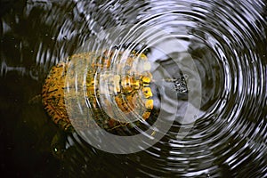 Turtle under Water in Congaree National Park, South Carolina