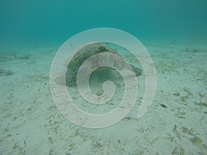 Turtle under the water photo