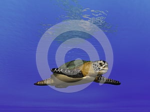 Turtle Undersea photo