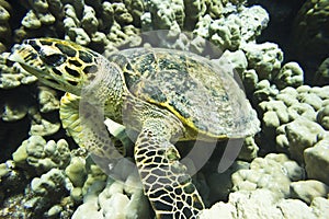 Turtle underwater