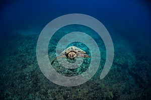 Turtle underwater against blue reef