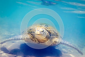 Turtle underwater at Hikkaduwa beach