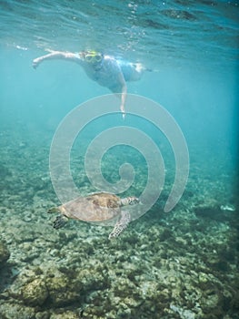 Turtle Underwater and snorkeller