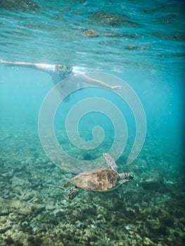 Turtle Underwater and snorkeller