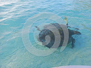 Turtle underwater turtleturte sealife saltlife marine life