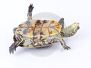 Turtle upside down