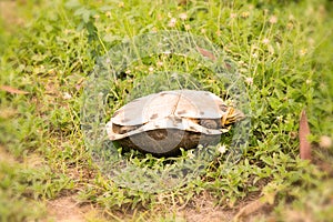 Turtle upside down