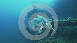A turtle at the usat liberty wreck in tulamben, bali