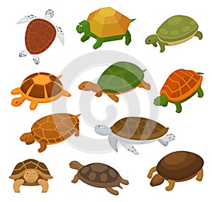 Turtle vector cartoon seaturtle character swimming in sea and tortoise in tortoise-shell illustration set of reptile