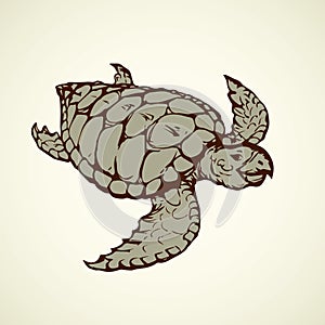 Turtle. Vector drawing