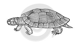 Turtle vector illustration.