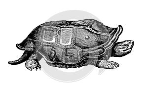 Turtle