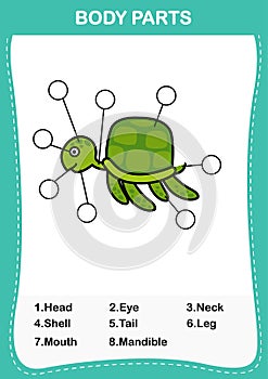 Turtle vocabulary part of body,Write the correct numbers of body parts