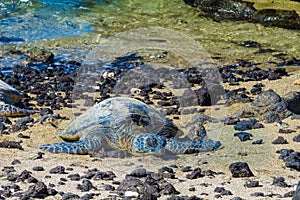 Turtle on volcanic beach