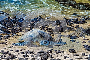 Turtle on volcanic beach