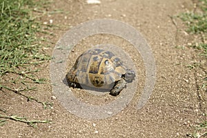 Turtle walking alone on the road.