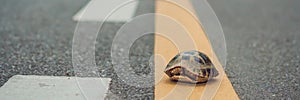 Turtle walking down a track for running in a concept of racing or getting to a goal no matter how long it takes BANNER, long forma