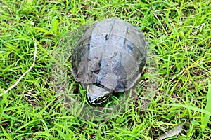 Turtle walking on grass.