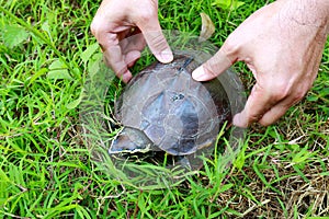 Turtle walking on grass.