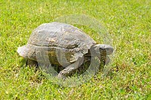 A turtle walking on grass.