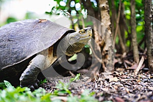 Turtle is walking on ground. Amphibians were raising it heads to look at something