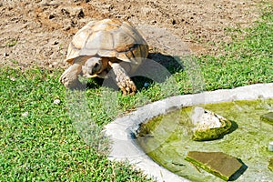 Turtle walking meadow