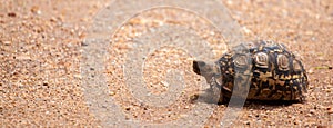 Turtle walking over the road, on safari in Kenya