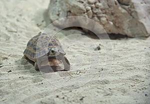 Turtle walking on sand close-up.