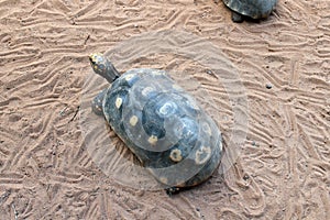 Turtle walking in the sand photo