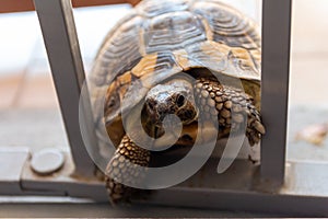 A turtle that wants to enter in the house photo
