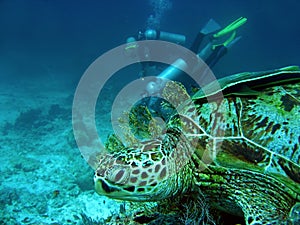 Turtle watching scuba divers sipadan borneo