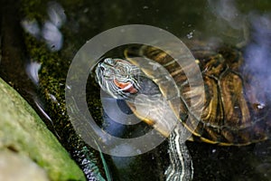 turtle in the water. amphibian in the lake