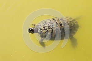 turtle water animals
